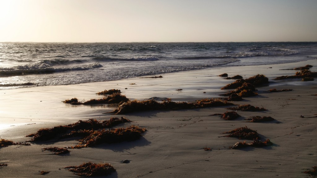タツノオトシゴが尻尾を海藻に巻き付けるのはなぜですか