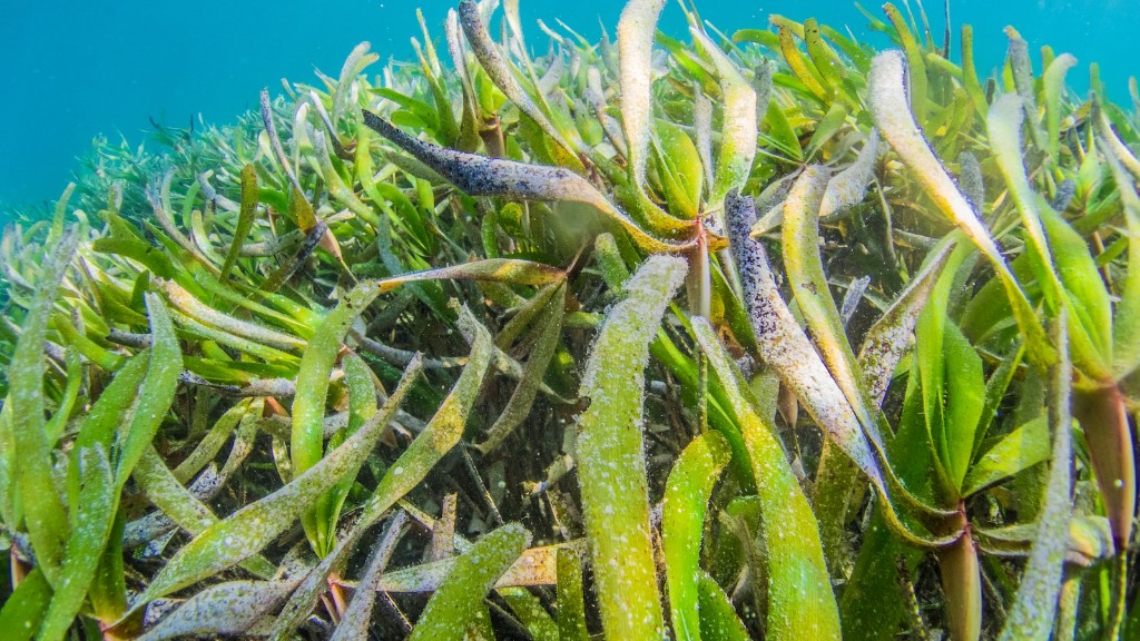 海藻フレークはどれが最適ですか